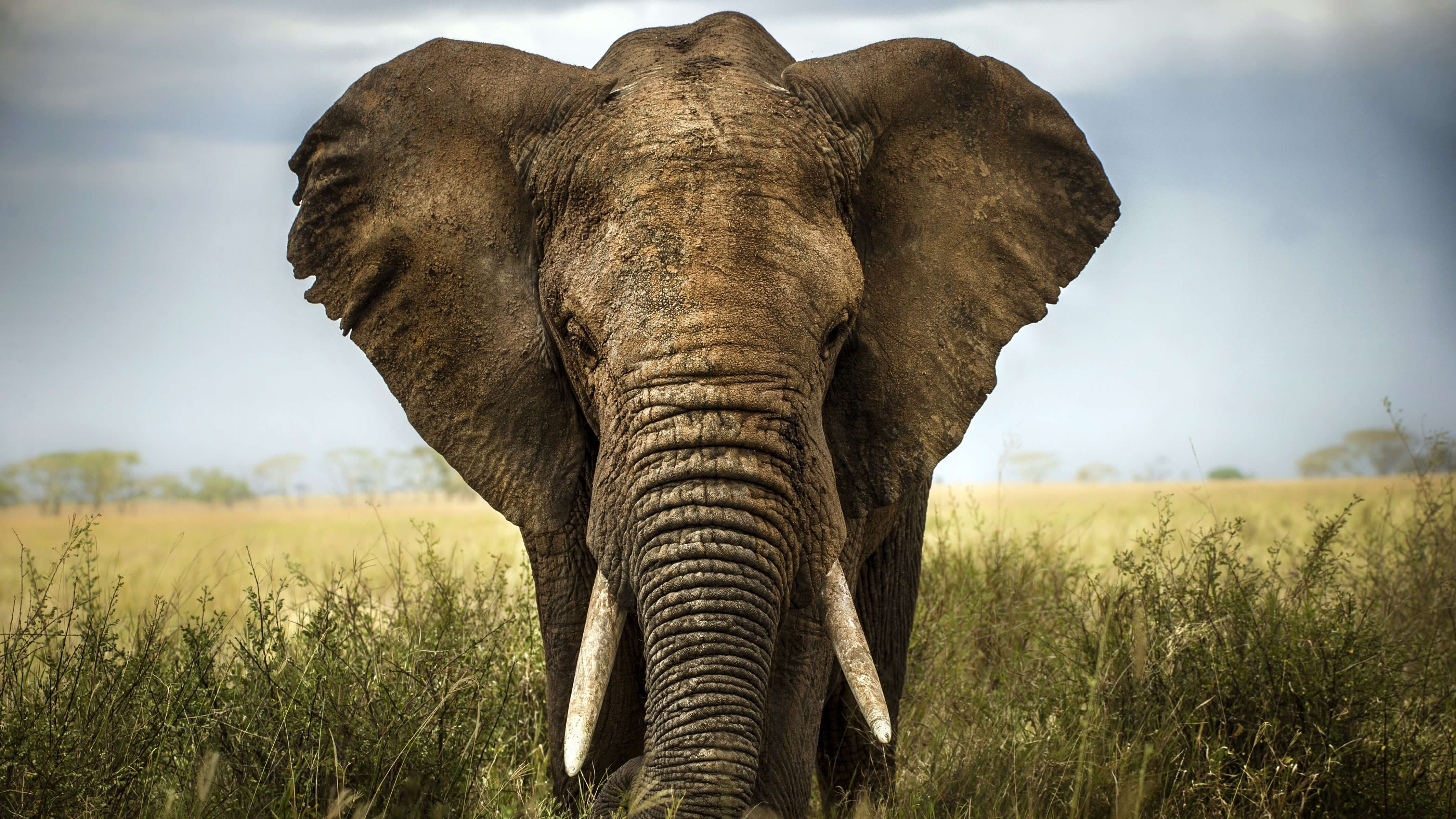 elefante africano postgres
